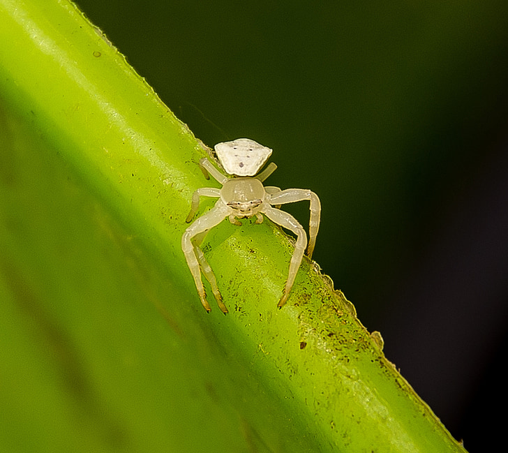 spider, crab spider, thomisus spectabilis, white, tiny, small, wildlife