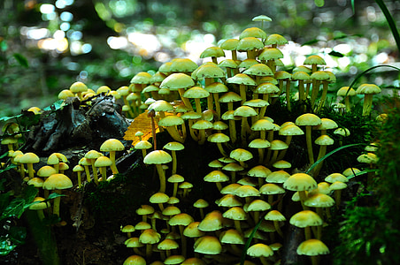 champignon, automne, nature, toxique