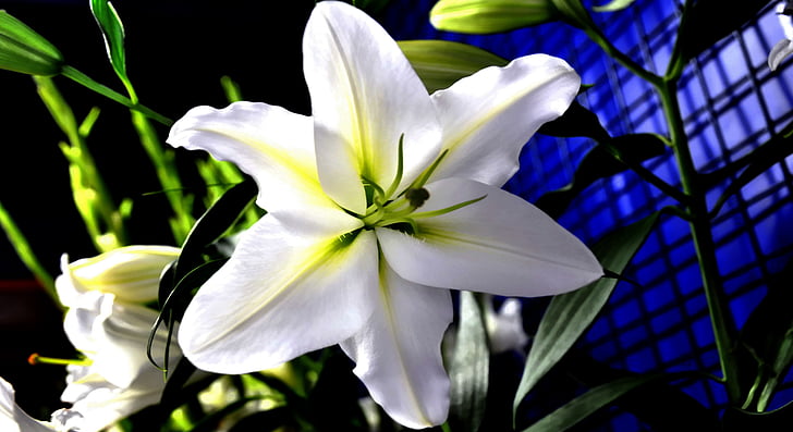 Lily, bunga, putih, alam, tanaman, kelopak, bunga kepala