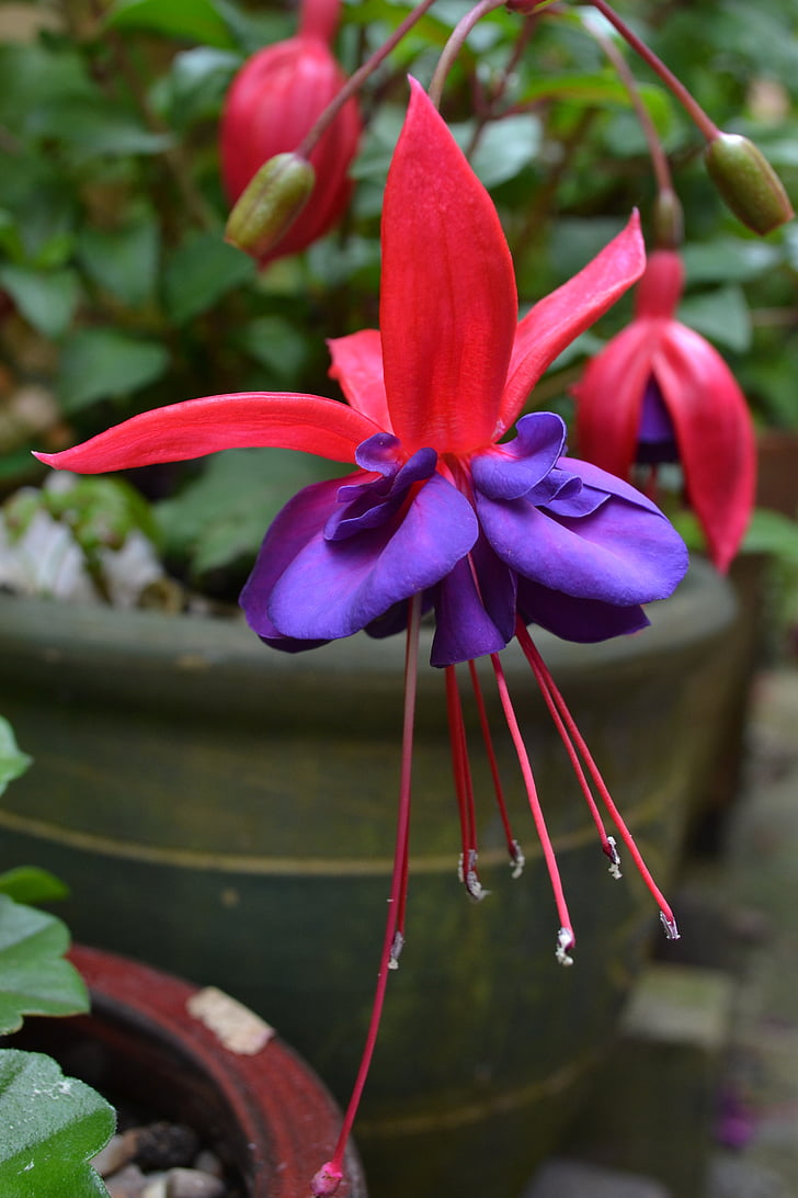 fuchsia, red, purple, violet, flower, petals, close-up