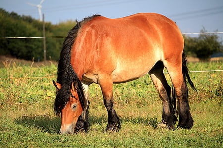 horse, mare, kaltblut, pasture, graze, brown, animal themes