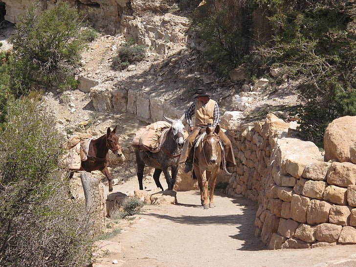 grand canyon, mule, guide, scenic, arizona, animal, nature
