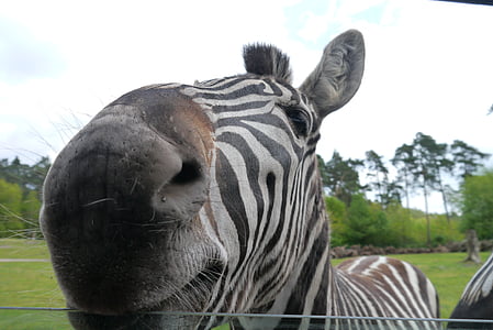 Zebra, África, fechar, arruela do carro, alimentos para animais, animal, mamífero