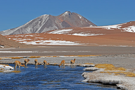 Čile, Ande, planine, planinska rijeka, alpaka, krajolik
