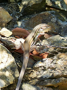 lizard, sargantana, reptile, scales