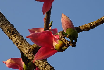 fiore, Bud, Shimul, Bombax ceiba, albero del cotone, seta-cotone rosso, albero rosso del cotone