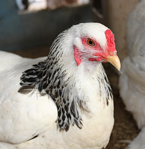 brahma, chicken, feathers, crest, black, white, pet