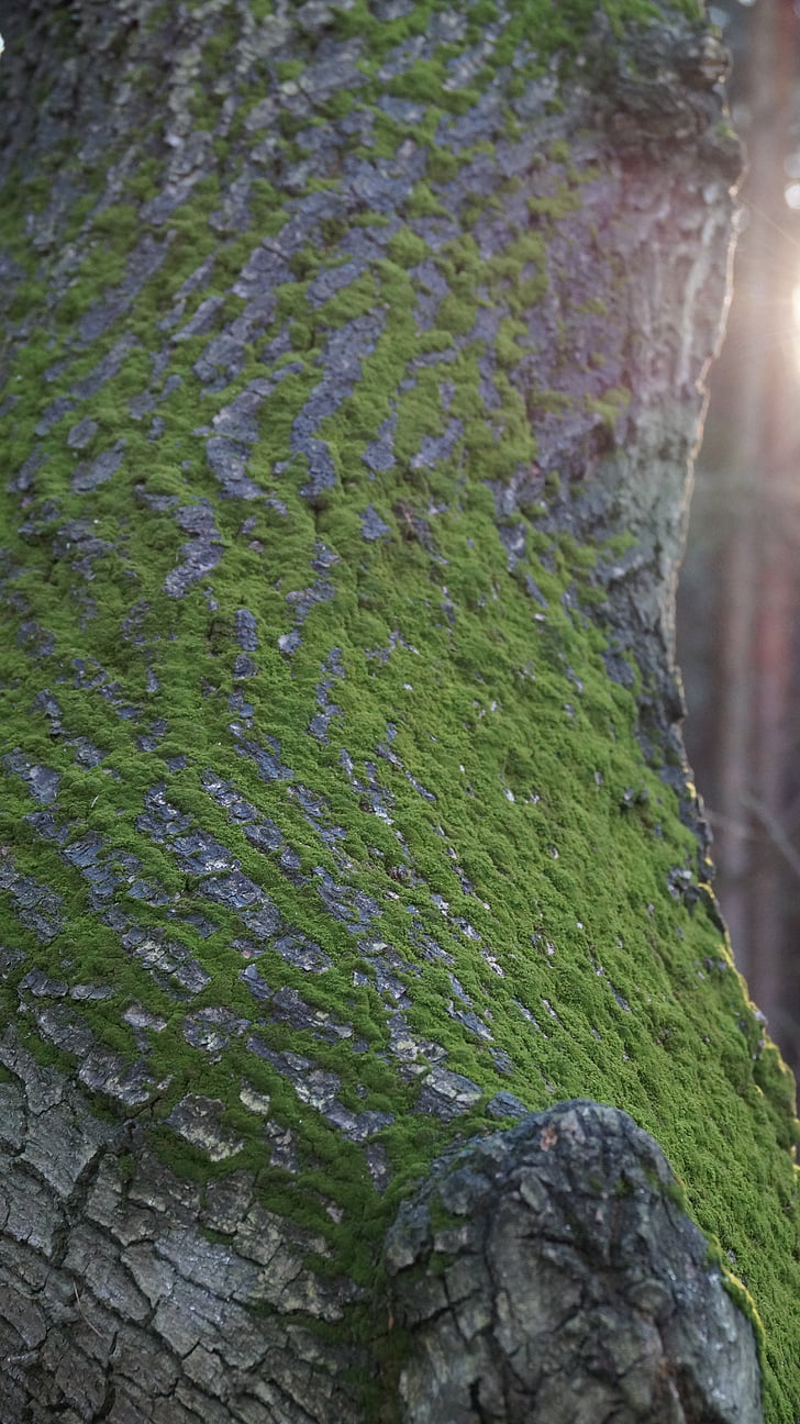moss, tree, green, pattern, texture, surface, wood