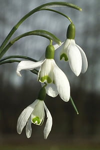 snowdrop, blossom, bloom, white, flower, spring, signs of spring