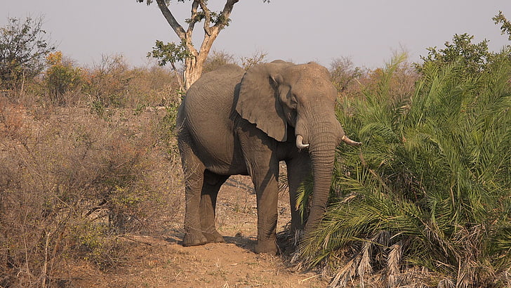 elefant, Savannah, Afrika