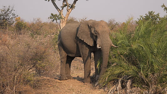 elefant, savana, Africa