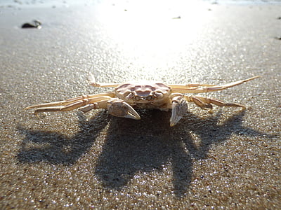crab, cancer, beach, shellfish, meeresbewohner, pliers, creature