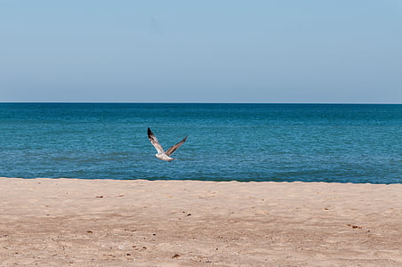 Michigani järv, Sea gull, vee, Beach, Shoreline