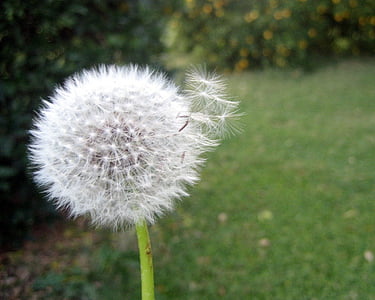 dandelion, breeze, wind, flower, yard, green, nature