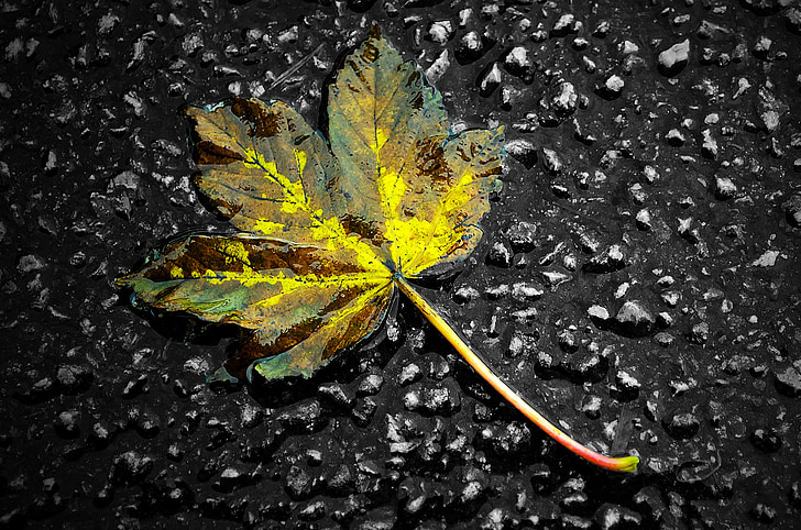 Есен, сезон, листа, цвят, фон, колаж, природата