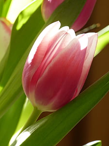 tulip, blossom, bloom, pink, flowers, plant, nature