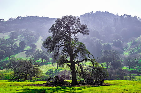 arbres, vert, herbe, Forest, collines, nature, paysage