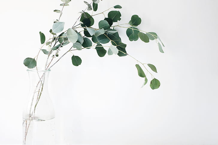green, leaf, plant, white, background, still, items