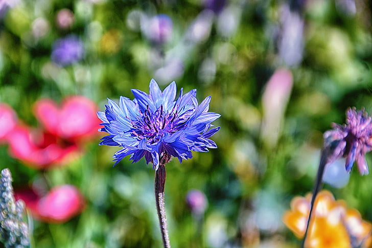 puķe, melleņu, Flora, daba, zila, savvaļas puķes, zilu ziedu