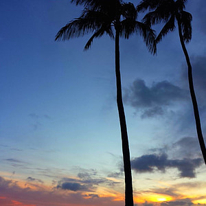 Palma, tropical, illa, posta de sol, cel, Hawaii, natura