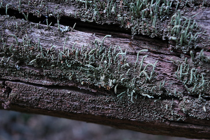 moss, wood, nature, bark, weave, log, old