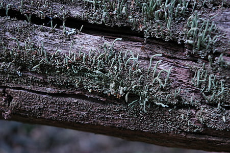 Moss, trä, naturen, bark, väva, Logga in, gamla
