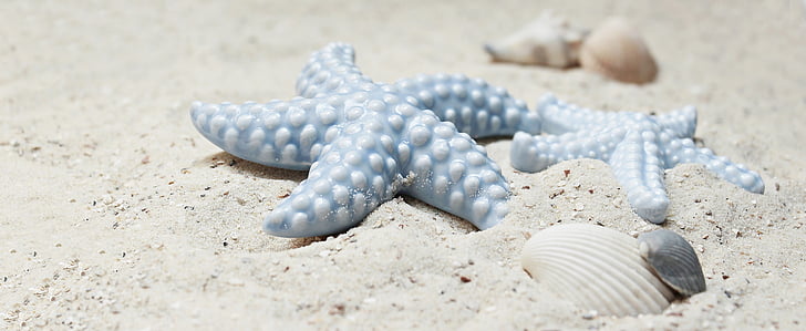 Deniz yıldızı, Midye, kum, Porselen, Porselen denizyıldızı, Porselen-deniz yıldızı, mavi