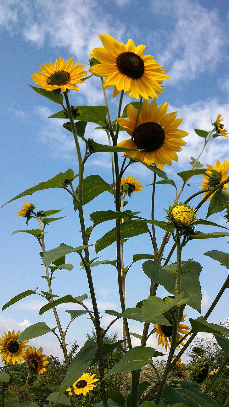 Sun flower, màu vàng, mùa hè, thực vật