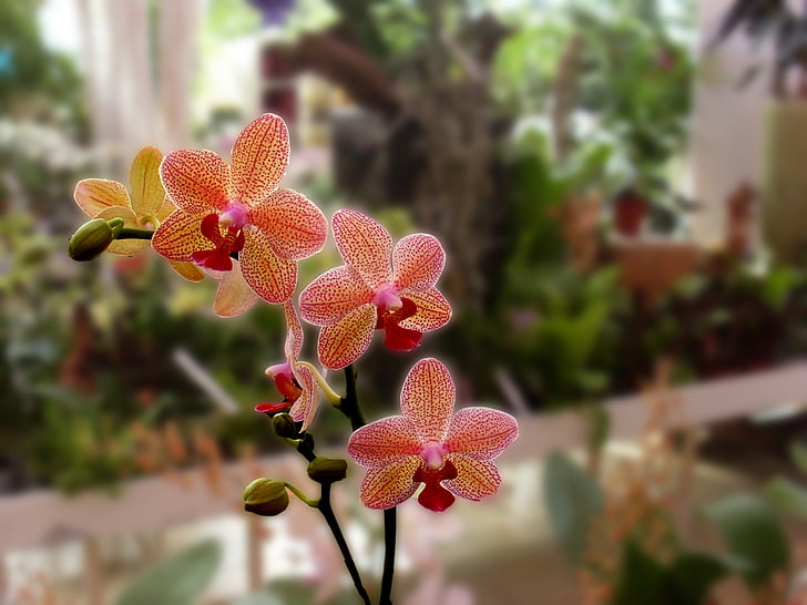 orchidej, květ, závod, aplikace Photoshop, Příroda, izolovaný, den