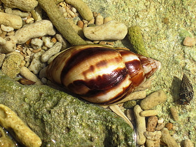 shell, zee, strand