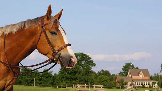 cheval, ferme, équitation aux Jeux, rural, équins, domaine, Ranch