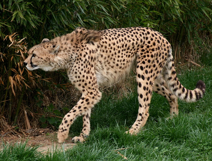 guepardo, animal de la clase vulnerable, Acinonyx jubatus, corredor de la, gran mamífero carnívoro, familia felidae, felino