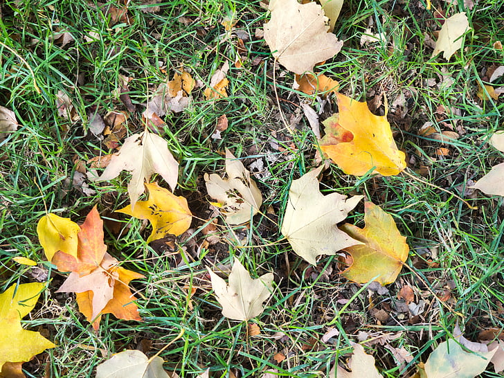 dried, maple, leaves, ground, daytime, grass, leaf