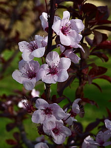 flower, plum, tree, spring, blossom, branch, pink