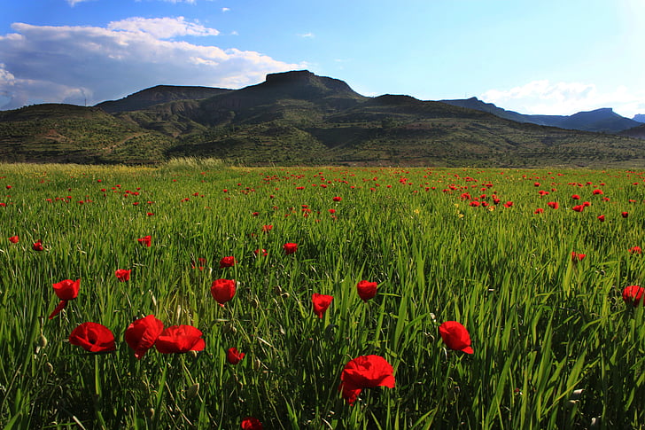 Papaver rhoeas, trigo, paisaje, Mardin, naturaleza, montaña, rojo