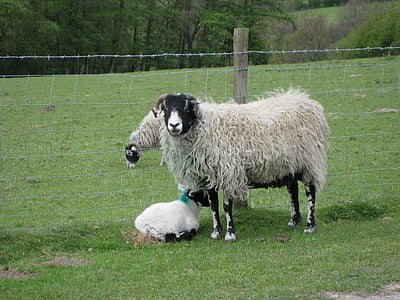 ovelhas, Cordeiro, animais, fazenda, doméstica, ao ar livre, animais da quinta