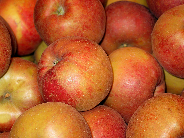 kriiditahvel apple, Apple, Boskoop, laager apple, küpsetatud õun, müük, terve