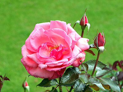 Hoa hồng, cánh hoa, chồi, lá, Sân vườn, biên giới, flowerbed