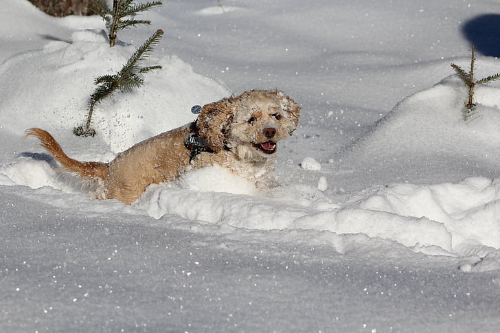 köpek içinde belgili tanımlık kar, yavru horoz İspanyol, Kış, Beyaz, tatlı, hayvan, köpek