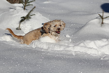 hund i sne, Cocker spaniel, vinter, hvid, Sød, dyr, hund