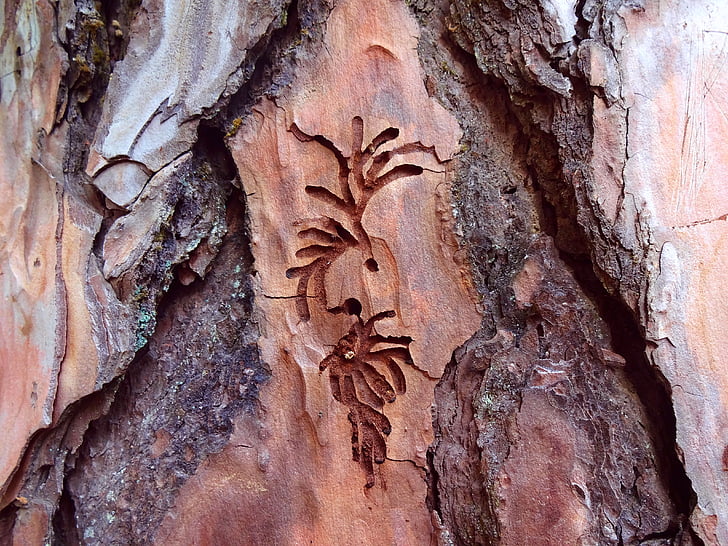 Деревина, різьба по дереву, Природа, ремесло, різьблення, дизайн, коричневий