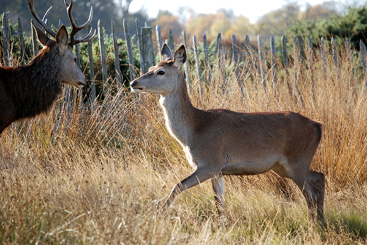 red deer, deer, mammal, cervus elaphus, richmond park, wildlife, hind