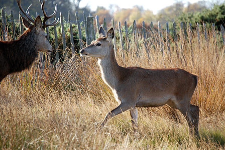 Red deer, Deer, nisäkäs, Cervus elaphus, Richmond park, Wildlife, Hind