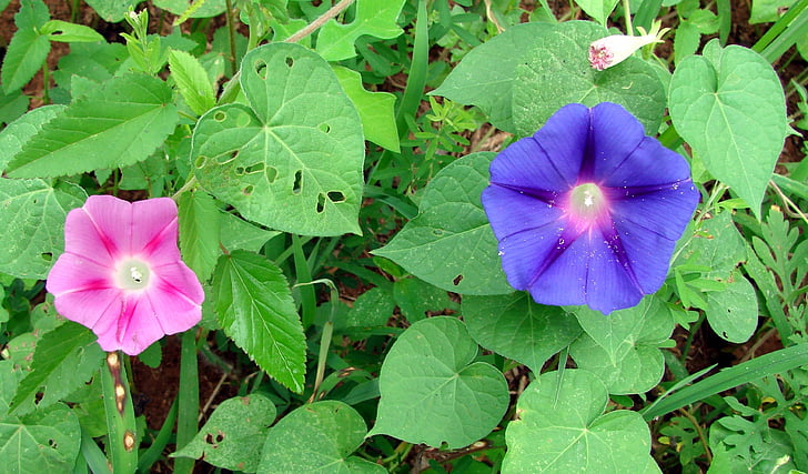 morning glory, flowers, colorful, leaves, convulvulaceae