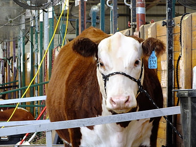 vaca, productes lactis, granja, animal, llet, marró, blanc