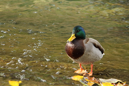 патица, вода, животните, птица, зеленоглави патици, природата, дива природа