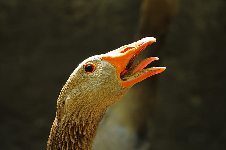 goose, orange, a gaggle, head, animal, winged, language