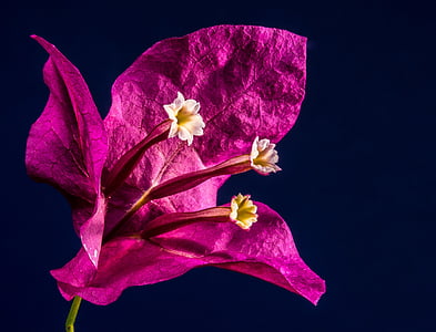 purple, petal, Bougainvillea, Blossom, Bloom, Flower, Pink