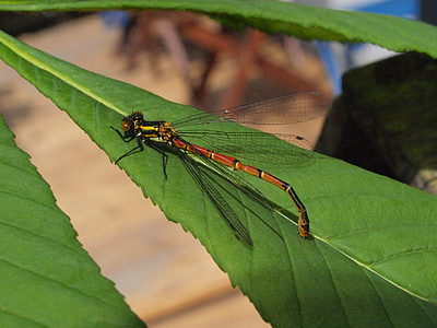 Dragonfly, hyönteinen, juuri haudottu, kuiva