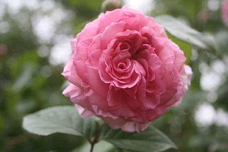 Rose, roza, pomlad, cvet, Latica, Romantični, cvet